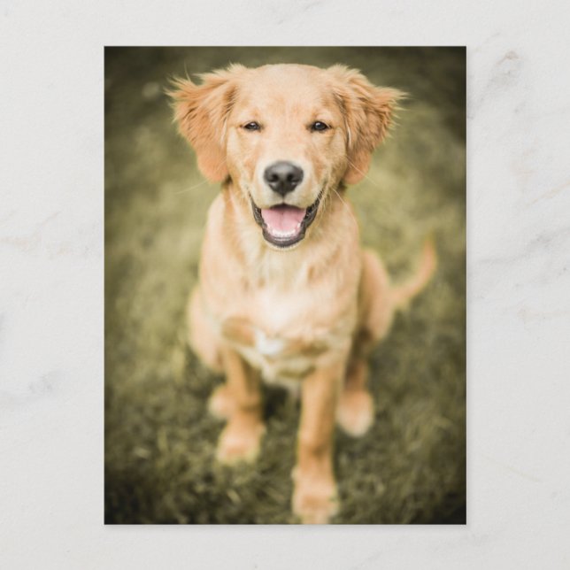 Carte Postale Un Portrait D'Un Chiot De Golden Retriever (Devant)