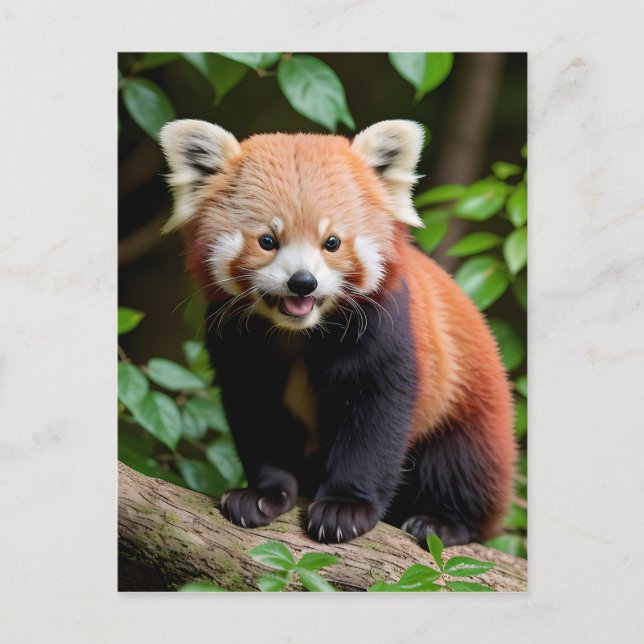 Carte Postale Un portrait d'un mignon panda rouge (Devant)