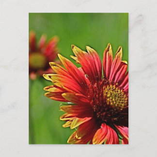 Carte Postale Un regard de plus près