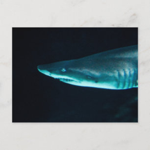 Carte Postale Un requin