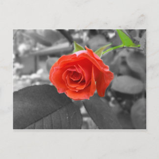 Carte Postale Un Rose de l'espoir