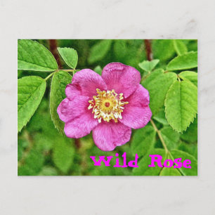Carte Postale Un Rose sauvage