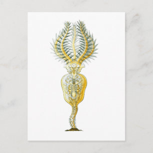 Carte Postale Un Rotifer