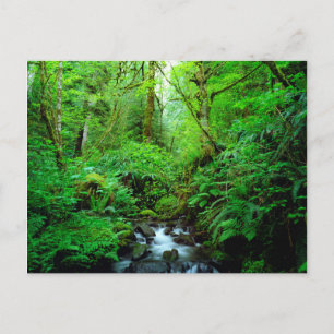 Carte Postale Un ruisseau dans une forêt ancienne
