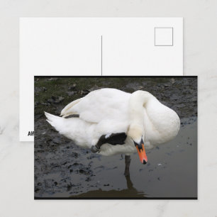 Carte Postale Un salut élégant