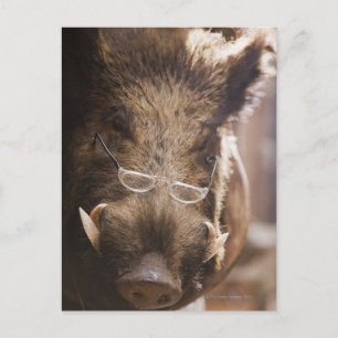 Carte Postale un sanglier farci portant des lunettes devant un