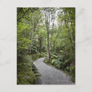 Carte Postale Un sentier à travers une forêt tropicale au pied d