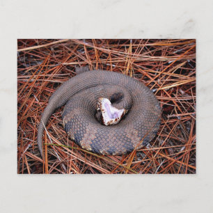 Carte Postale Un serpent venimeux de l'Est de Cottonmouth