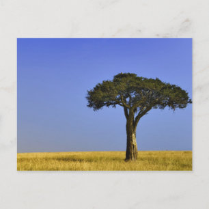 Carte Postale Un seul acacia sur les plaines herbeuses, Masai Ma
