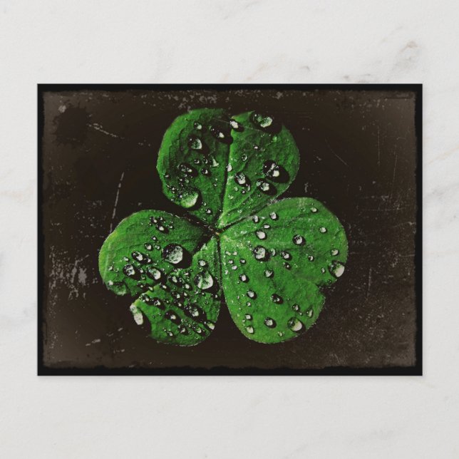 Carte Postale Un Shamrock couvert de Dew (Devant)