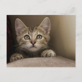 Carte Postale Un Tabby Kitten Très Sucré
