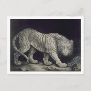 Carte Postale Un tigre de vagabondage (crayon sur le papier)