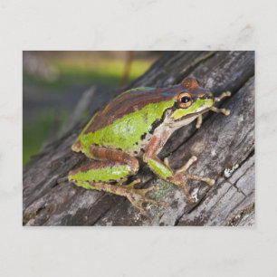 Carte Postale Un trèfle du Pacifique perché sur une bille