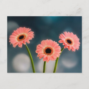 Carte Postale Un trio de Gerberas roses