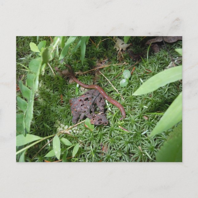 Carte Postale Un ver de terre (Devant)