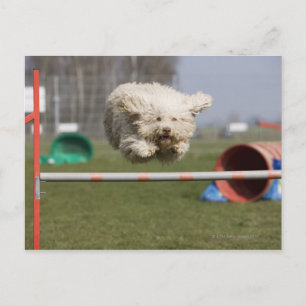 Carte Postale Un Waterdog portugais sautant au-dessus d'un obsta