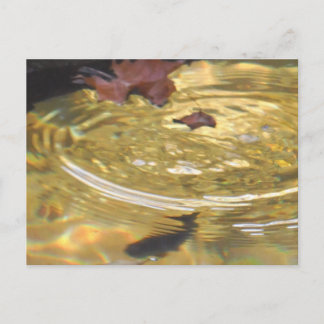 Carte Postale Underwater Trout feeding in Smoky Mountain creek