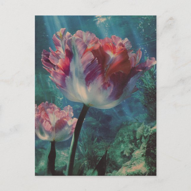 Carte Postale Underwater Tulip (Devant)