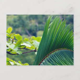 Carte Postale Une autre feuille de palmier dans la forêt tropica