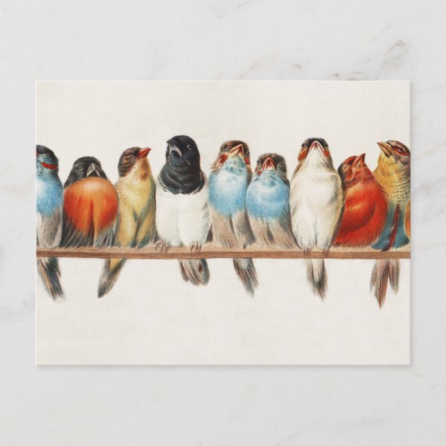 Carte Postale Une branche d'oiseaux Illustration vintage de pins (Devant)