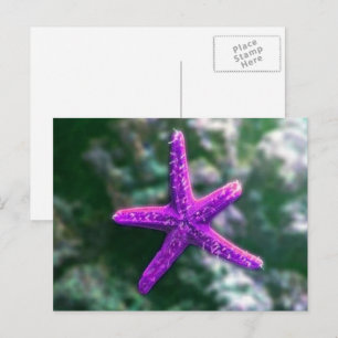Carte Postale Une étoile de mer violette sur la plage