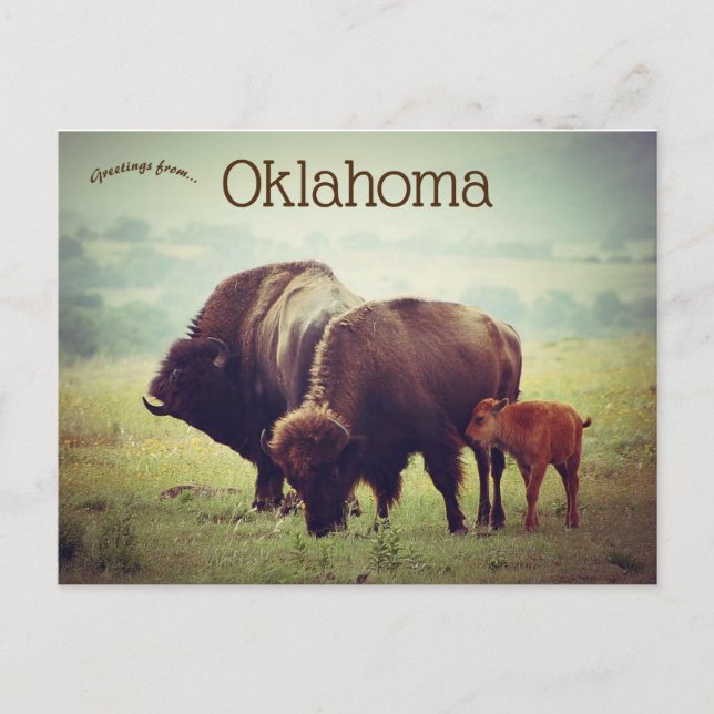 Carte Postale Une famille de bisons en Oklahoma (Devant)