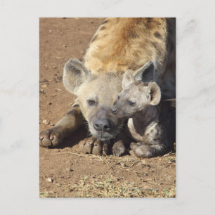 Carte Postale Une femelle Spotted Hyena et son petit, Kruger