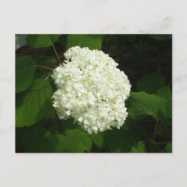 Carte Postale Une floraison de snowball (Devant)
