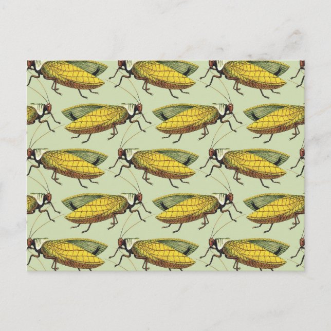 Carte Postale Une foule de Katydids (Devant)