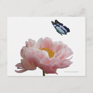 Carte Postale une grande pivoine rose est visitée par un éthérée