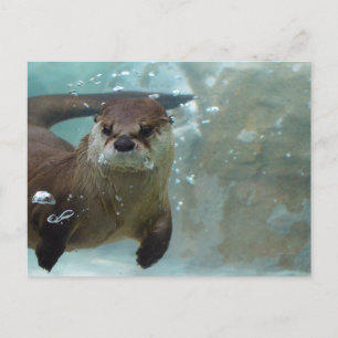 Carte Postale Une loutre brune mignonne nageant dans un bassin b