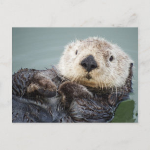 Carte Postale Une loutre de mer qui refroidit dans l'eau