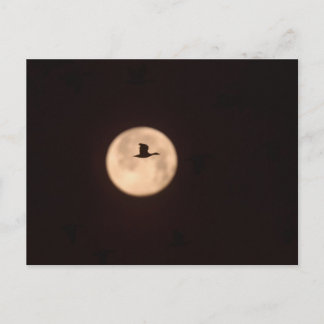 Carte Postale Une oie des neiges contre une pleine lune | Nouvea