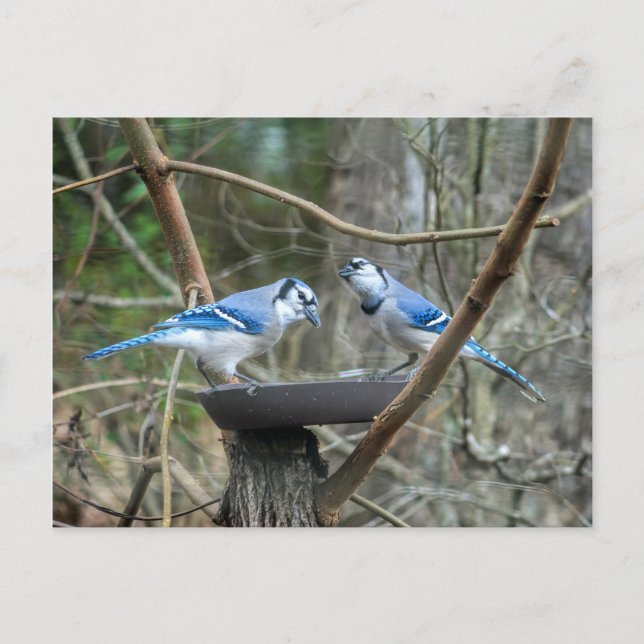 Carte Postale Une paire de geais bleus à la station d'alimentati (Devant)