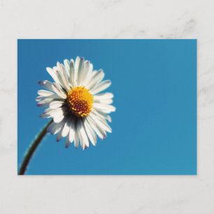 Carte Postale Une pâtisserie blanche sous un ciel bleu