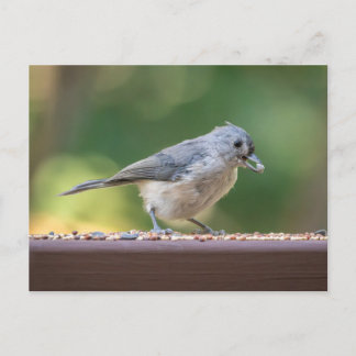 Carte Postale Une petite mésange à tête noire mange des graines