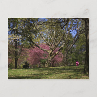 Carte Postale Une promenade