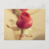 Une rose rouge pour votre chéri...