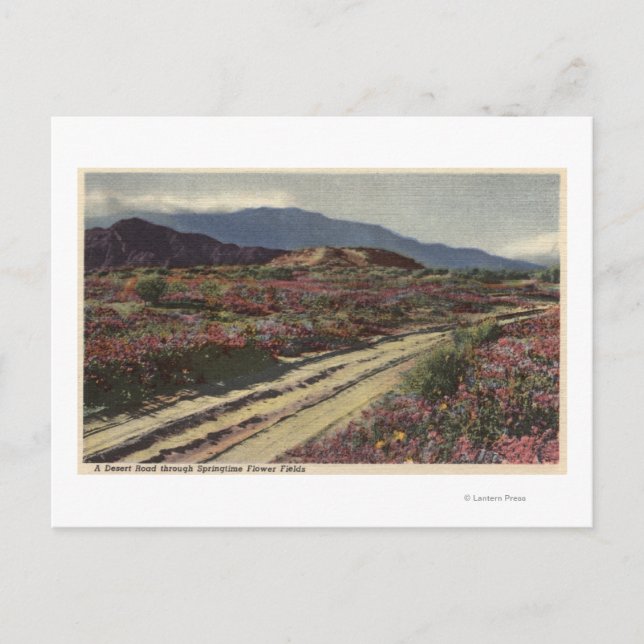 Carte Postale Une route désertique à travers les champs de fleur (Devant)