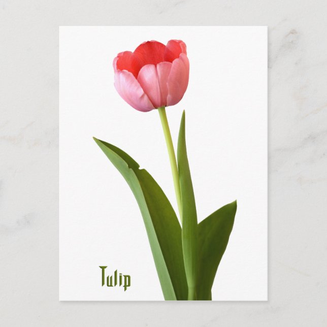 Carte Postale Une Tulipe de printemps rose Nature Florale Photo (Devant)