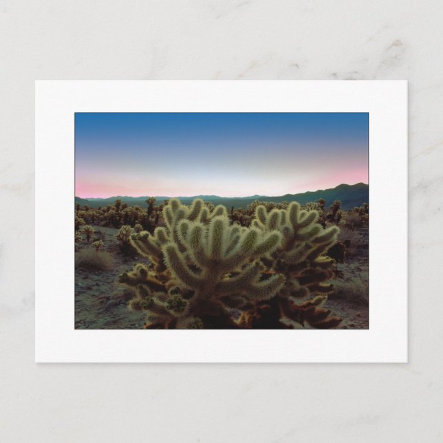 Carte Postale "Une vue pointue " (Devant)