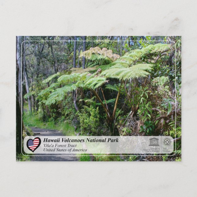 Carte Postale UNESCO - Hawaii Volcanoes NP - 'Ola'a Forest Post (Devant)
