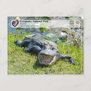 Carte Postale UNESCO WHS - Parc national des Everglades - Alliga