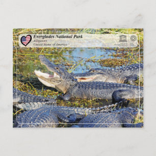 Carte Postale UNESCO WHS - Parc national des Everglades - Alliga