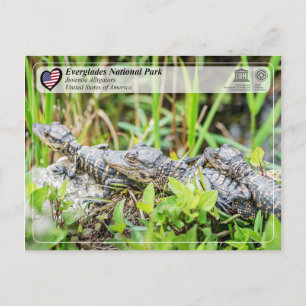 Carte Postale UNESCO WHS - Parc national des Everglades - Alliga