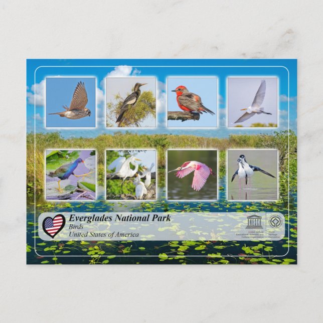 Carte Postale UNESCO WHS - Parc national des Everglades - Oiseau (Devant)