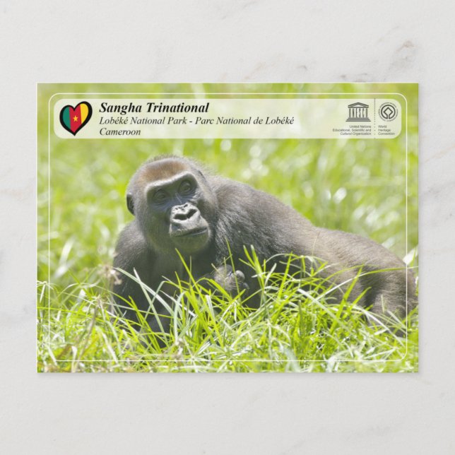 Carte Postale UNESCO WHS - Sangha Trinational - Lobéké (Devant)