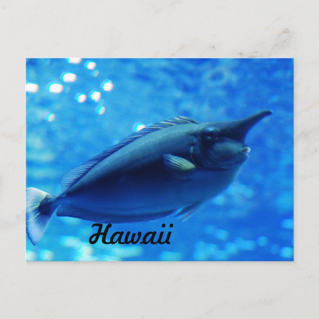 Carte Postale Unicorne (Devant)