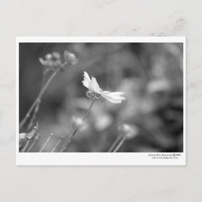 Carte postale unique (Devant)