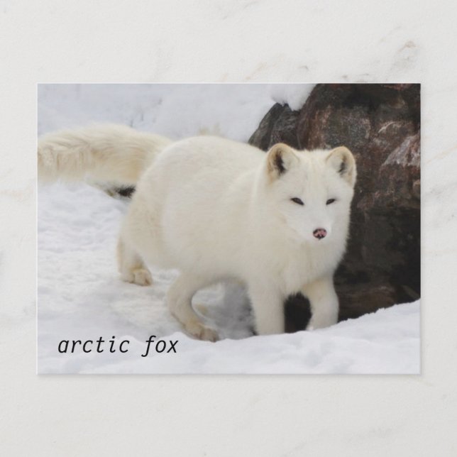 Carte postale unique Arctic Fox (Devant)